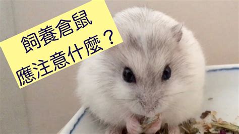中台灣區域治理平台 養倉鼠要注意什麼